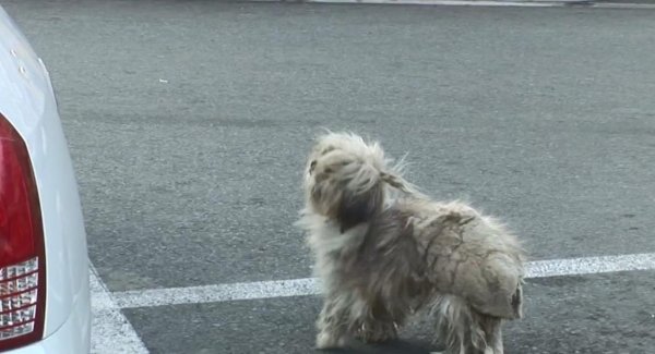 大智慧配资 小狗被主人狠心遗弃，独自流浪对主人念念不忘，最后被好心人救走